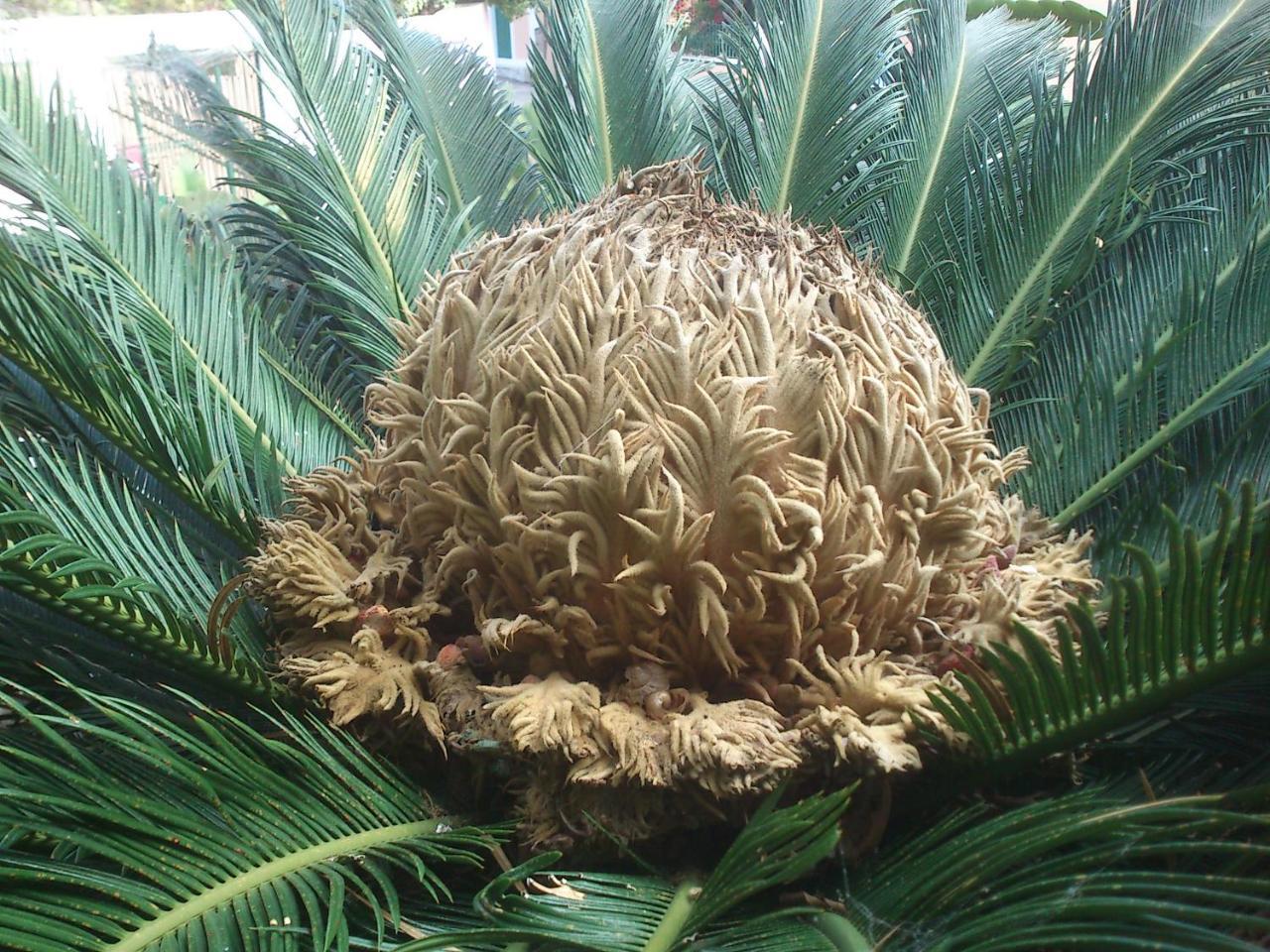 Appartamento Baha-Ammes Svoronata Esterno foto