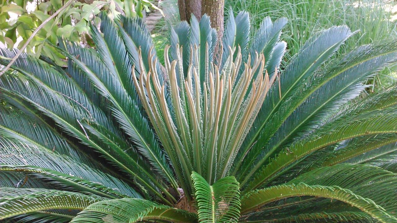 Appartamento Baha-Ammes Svoronata Esterno foto