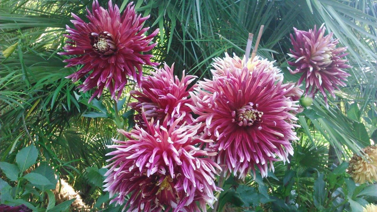 Appartamento Baha-Ammes Svoronata Esterno foto